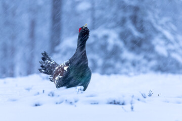 Male Capercaillie at his lek on a day with heavy snowfall at first light of sunrise in a northern...
