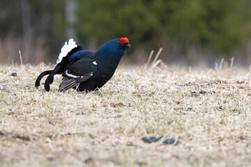 Adult male Black grouse at his lek performing his mating dance and waiting for females to arrive at the lek at first light on a very cold day.