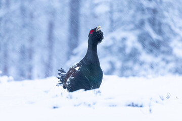 Male Capercaillie at his lek on a day with heavy snowfall at first light of sunrise in a northern birch and pine forest trying to attract females with his mating dance.