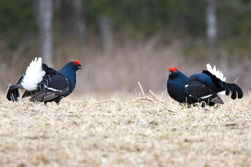Two male black grouse challenging each other on their lek during the mating season at first light.