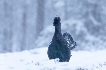 Adult male Capercaillie under heavy snowfall in his Lek area performing his mating dance and...