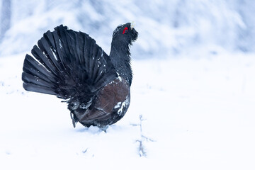 Male Capercaillie at his lek on a day with heavy snowfall at first light of sunrise in a northern birch and pine forest trying to attract females with his mating dance.