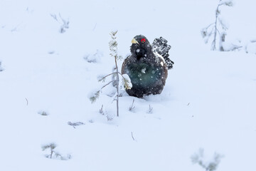 Adult male Capercaillie under heavy snowfall in his Lek area performing his mating dance and...