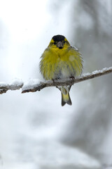 Male Eurasian siskin in a pine and birch forest with heavy snowfall at first light.