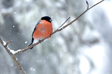 Male Eurasian bullfinch in a pine and birch forest with heavy snowfall at early evening light