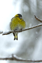 Male Eurasian siskin in a pine and birch forest with heavy snowfall at first light.