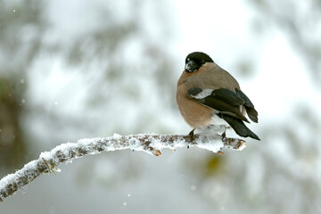 Female Eurasian bullfinch on a cold morning in Northern Finland with heavy snowfall