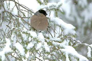 Female Eurasian bullfinch on a cold morning in Northern Finland with heavy snowfall