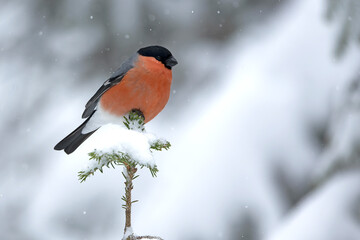 Male Eurasian bullfinch in a pine and birch forest with heavy snowfall at early evening light