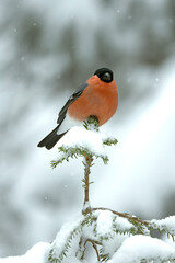 Male Eurasian bullfinch in a pine and birch forest with heavy snowfall at early evening light