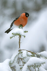 Male Eurasian bullfinch in a pine and birch forest with heavy snowfall at early evening light