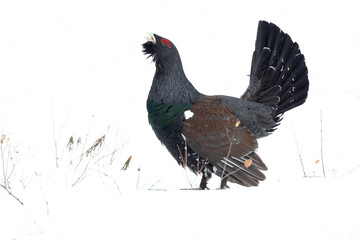 Male Capercaillie during the mating season on its completely snow-covered breeding territory in a...