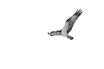 Osprey in flight trying to fish in an inland lake in Finland at first light
