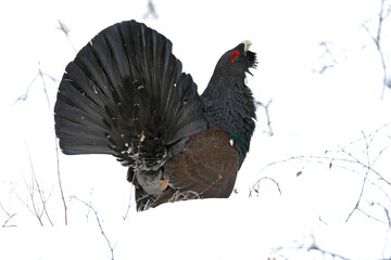 Male Capercaillie during the mating season on its completely snow-covered breeding territory in a...