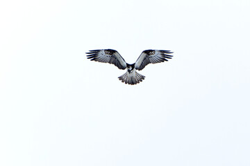 Osprey in flight trying to fish in an inland lake in Finland at first light