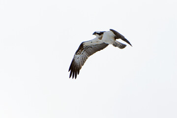 Osprey in flight trying to fish in an inland lake in Finland at first light