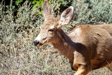 Mule Deer in Zion National Park at Watchman Trail close to Visitor Center, Utah USA