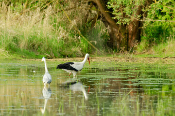 Graureiher und Weißstorch waten durch einen Teich . Beide spiegeln sich im ruhigen Wasser
