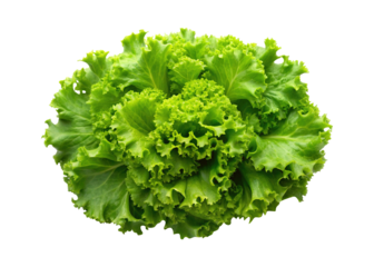Fresh and Vibrant Green Leaf Lettuce Head on a White Background, Perfect for Salad