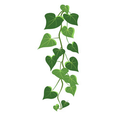 Long ivy vine leaves plant leaf vector