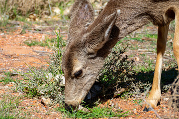 Mule Deer in Zion National Park at Watchman Trail close to Visitor Center, Utah USA
