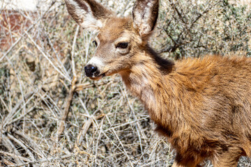 Mule Deer in Zion National Park at Watchman Trail close to Visitor Center, Utah USA