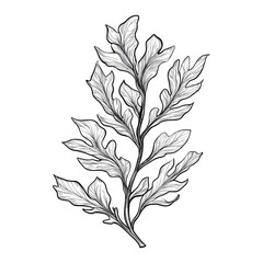 Naklejka premium A seaweed leaf drawing sketch illustration vector