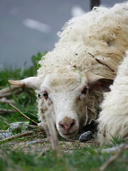Close-up of a white sheep lying on the ground, looking directly at the camera. The animal's wool is messy and covered with grass and small twigs, conveying a natural, rural atmosphere.