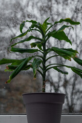 vertical photo Potted dracaena placed on window ledge reflects minimalist interior with natural...
