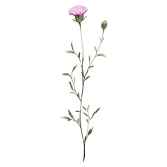 Knapweed flower illustration watercolor vector