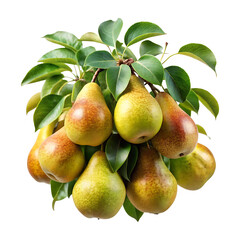 Beautiful bunch of ripe pears hanging from a tree branch with leaves