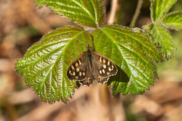 Speckled wood Butterfly (Pararge aegeria) with wings outstreached resting on a summer leaf, insect stock photo image
