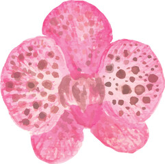 orchid petals on white background