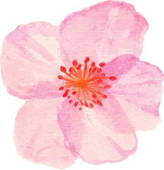 pink  flower petals isolated on white