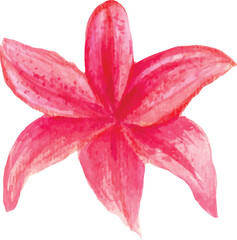 pink lily isolated on white background
