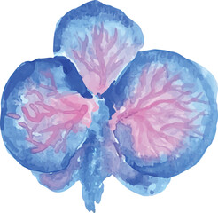 blue orchid flower watercolor hand drawn