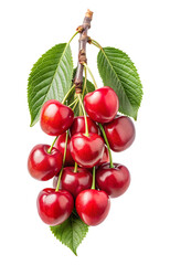 Delicious ripe cherries hanging from a branch with fresh green leaves