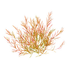 Fototapeta premium Clump of grass illustration design plant vector