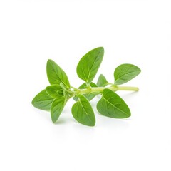 Fresh oregano sprig isolated on white background