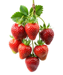 Cluster of ripe, juicy strawberries hanging from a stem on white background