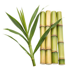 Fototapeta premium fresh sugarcane stalks png sugar cane png isolated on white background transparent background image