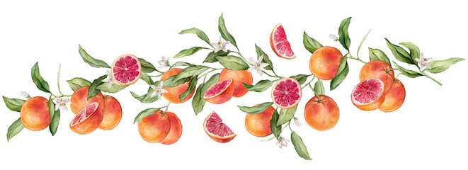 Grapefruit big Branch with white flowers and half fruit. Hand drawn watercolor illustration of orange red tropical citrus Food on white isolated background. Drawing of grapefruit tree with leaves
