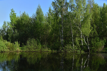 The river surrounded by dense forest is very picturesque.
