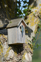 Mésange bleue qui nourrit ses petits