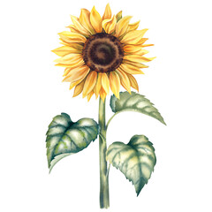 Fototapeta premium Sunflower on an isolated background. Hand-painted watercolor illustration of autumn flowers. Botanical flower painting in rustic style. A clipart for invitations and postcards.