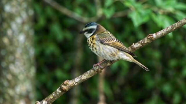 songbird hopping on a tree branch &ndash; AI generated