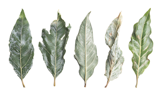 Mango leaves, photographed from five different angles, against a transparent background - Powered by Adobe