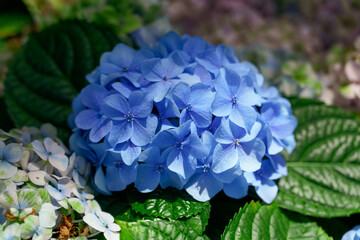 Obraz premium Blossoming hydrangea or hortensia flowers with gentle franrance and fragile fresh pink and violet petals