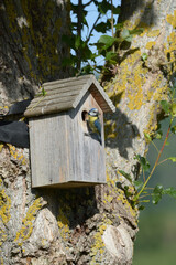 Mésange bleue qui nourrit ses petits