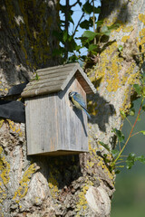 Mésange bleue qui nourrit ses petits